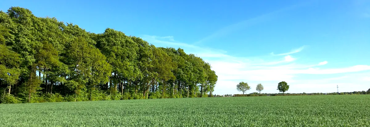 Nindorf Landschaftsbild mit Baeumen und Feld mit blauem Himmel
