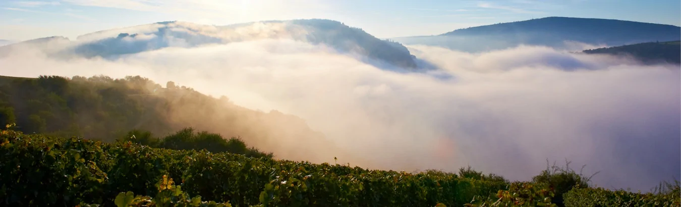 Schöne Weinberge Weingut Korrell mit Nebel im Sonnenschein